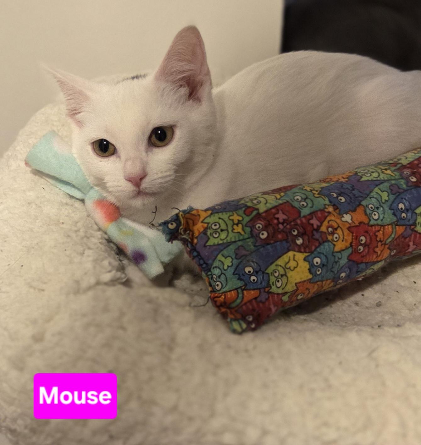 Enlarge Mouse (Siblings are Nibbles & Squeak), a ADOPTABLE Domestic Short Hair in Brighton, MI image 3/4