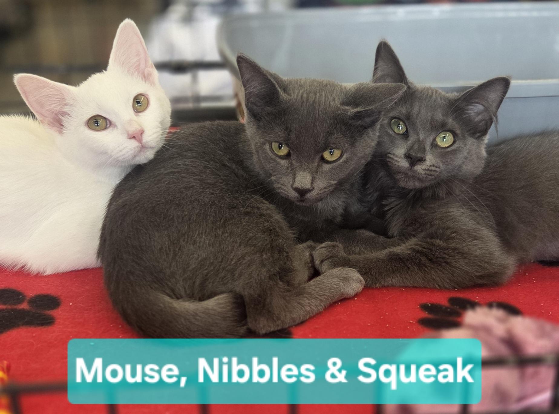 Enlarge Mouse (Siblings are Nibbles & Squeak), a Adoptable Domestic Short Hair in Brighton, MI image 3/5