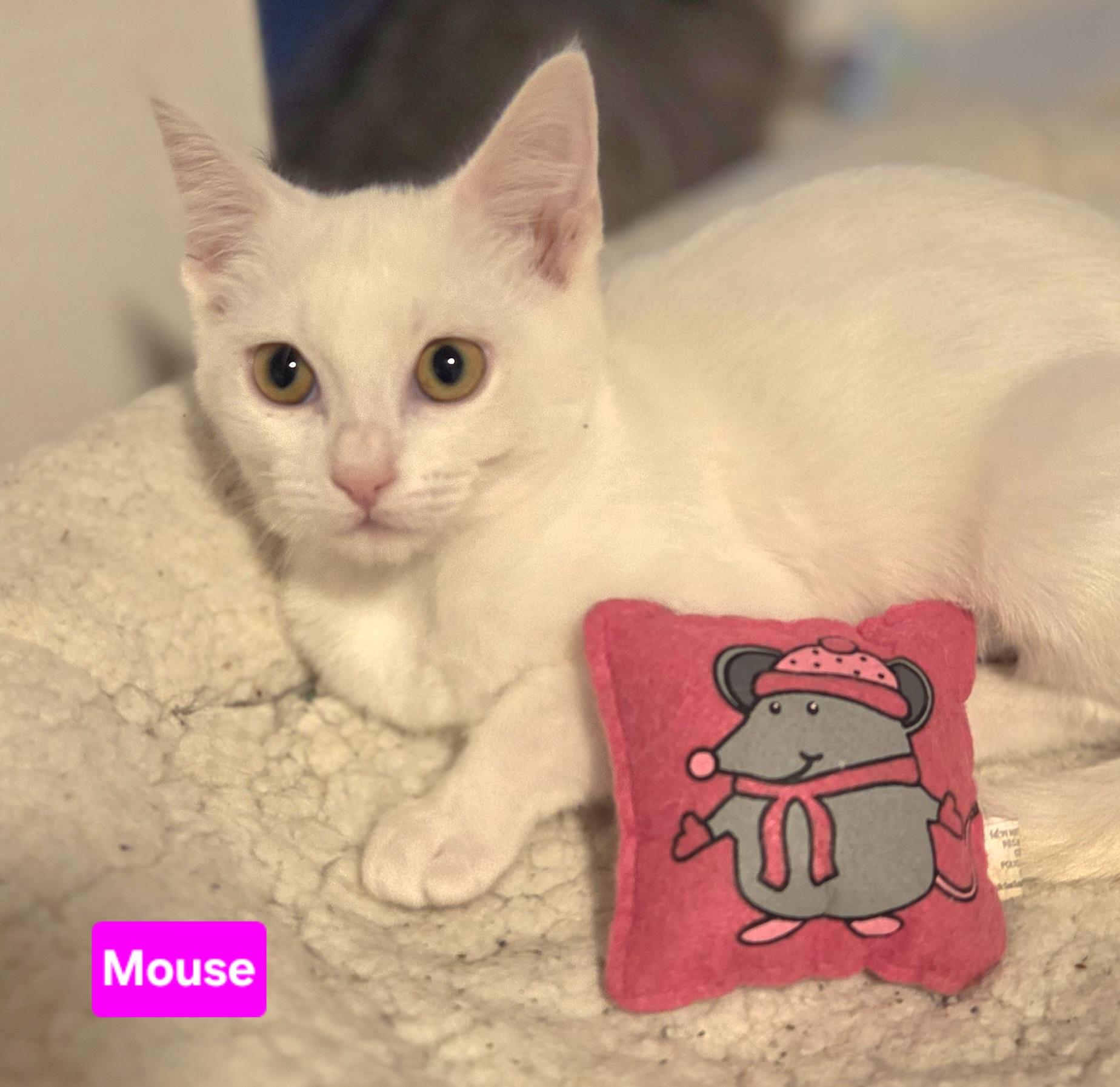 Enlarge Mouse (Siblings are Nibbles & Squeak), a ADOPTABLE Domestic Short Hair in Brighton, MI image 2/4