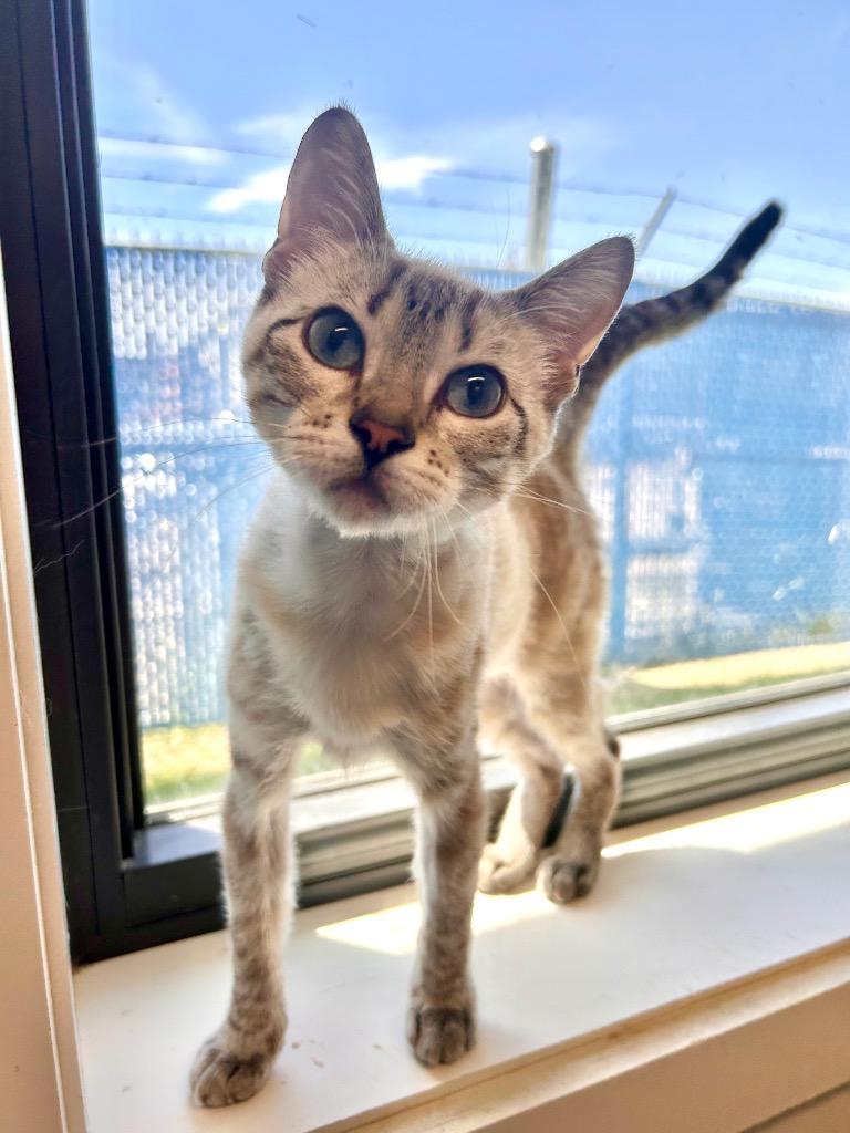 Stella, Adoptable, Kitten Female Domestic Short Hair.