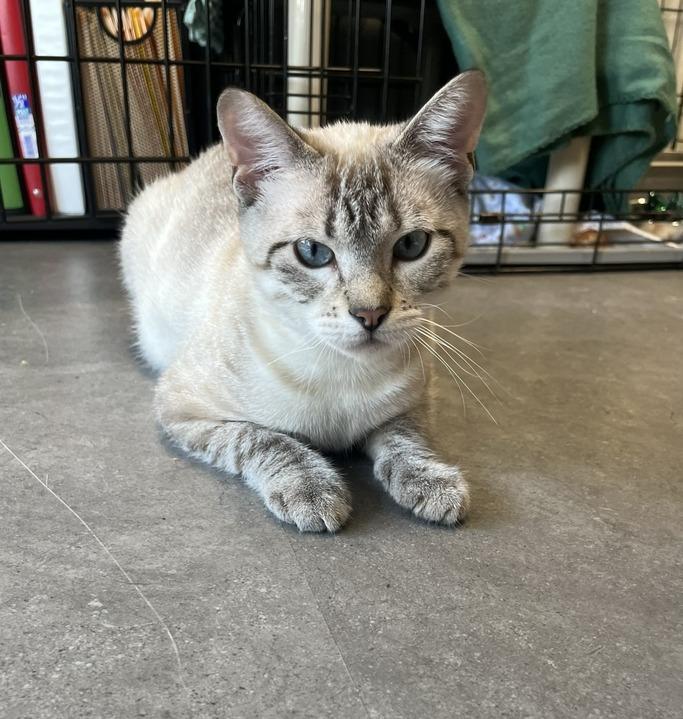 Enlarge Stella, a Adoptable mixed breed in Minot, ND image 2/6