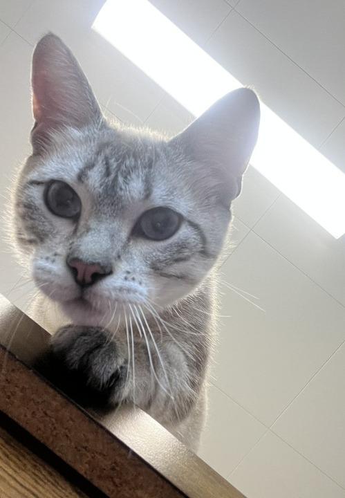 Enlarge Stella, a Adoptable mixed breed in Minot, ND image 3/6