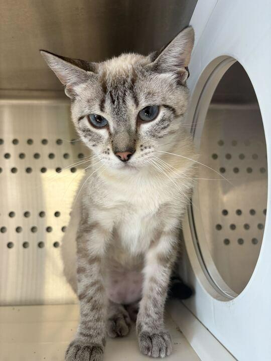 Enlarge Stella, a Adoptable mixed breed in Minot, ND image 4/6