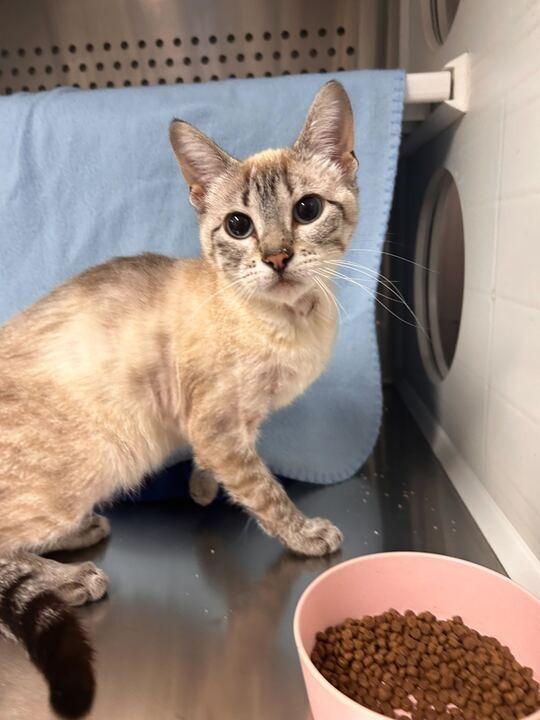 Enlarge Stella, a Adoptable mixed breed in Minot, ND image 5/6