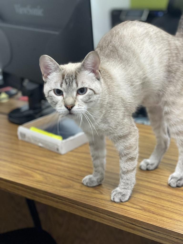 Enlarge Stella, a Adoptable mixed breed in Minot, ND image 6/6