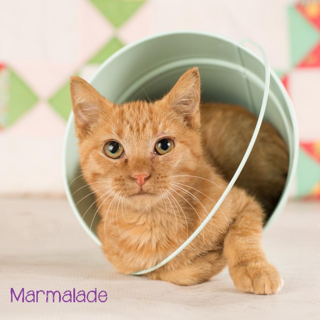Marmalade, Adoptable, Adult Male Domestic Short Hair.