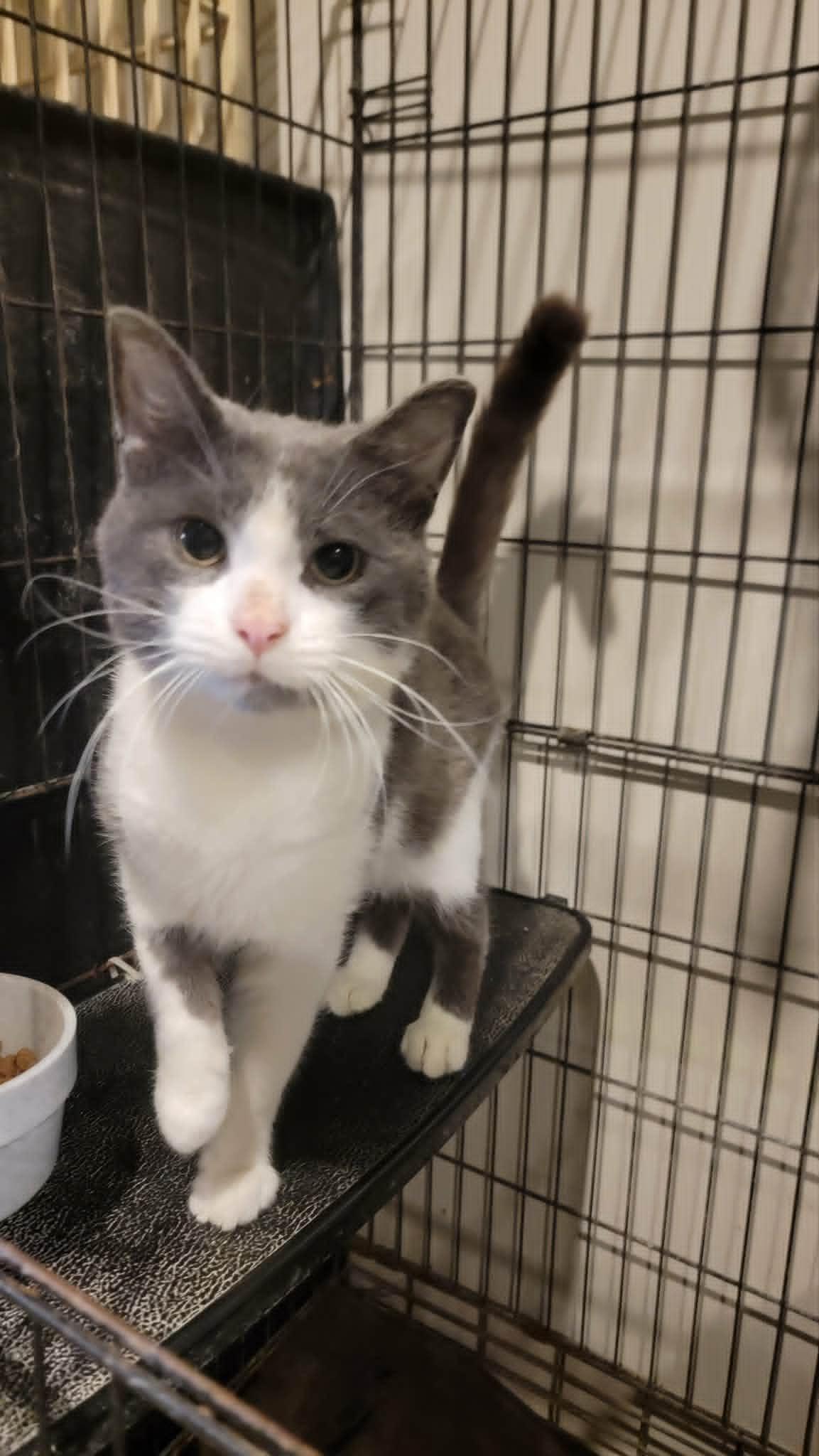 Sammy, ADOPTABLE, Young Male Domestic Short Hair.