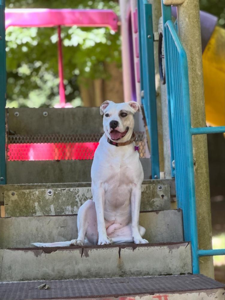 Maybelline - 25017, Adoptable, Puppy Female Pit Bull Terrier & Retriever.