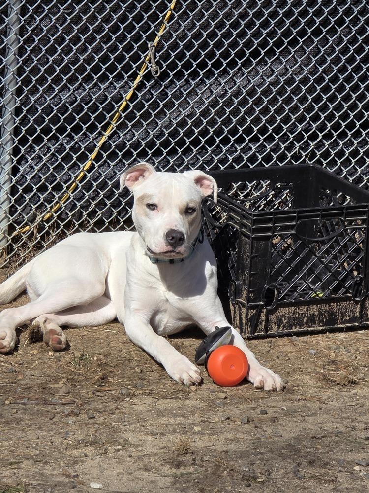 Enlarge Maybelline - 25017, a Adoptable mixed breed in Armonk, NY image 1/6