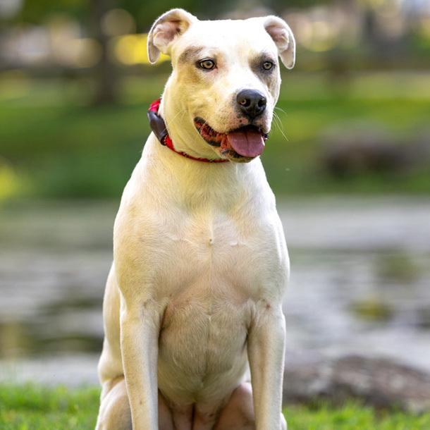 Maybelline - 25017, Adoptable, Puppy Female Pit Bull Terrier & Retriever.