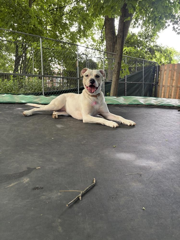 Maybelline - 25017, a Adoptable mixed breed in Armonk, NY image 3/6
