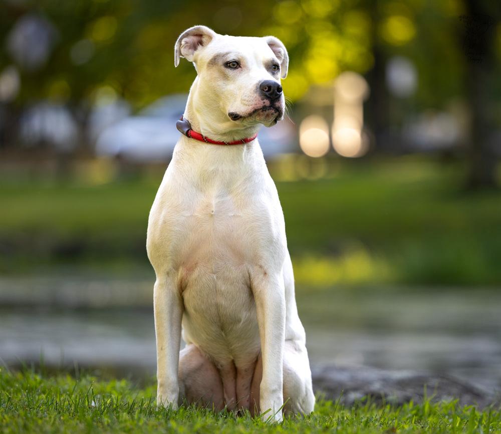 Enlarge Maybelline - 25017, a Adoptable mixed breed in Armonk, NY image 3/6