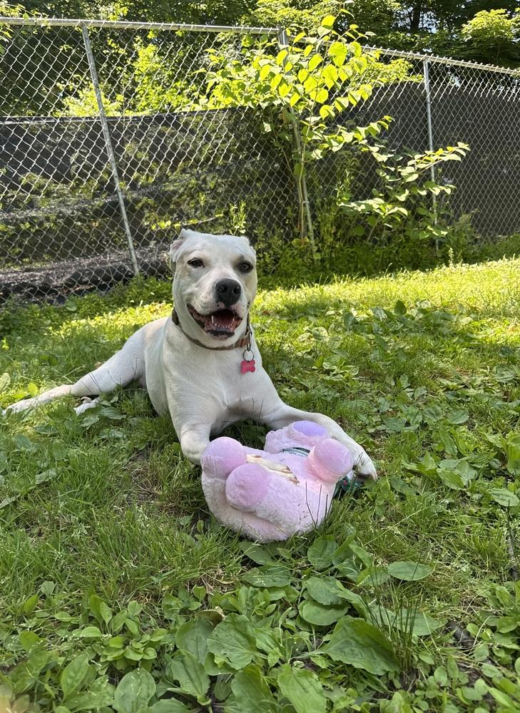 Maybelline - 25017, a Adoptable mixed breed in Armonk, NY image 5/6