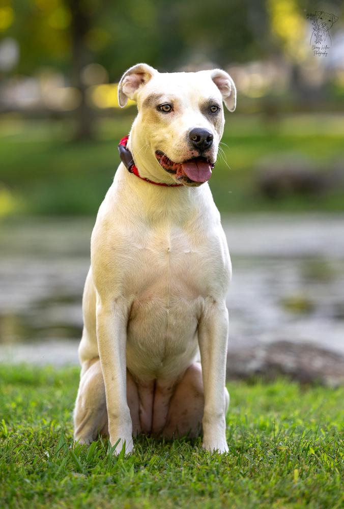 Enlarge Maybelline - 25017, a Adoptable mixed breed in Armonk, NY image 4/6