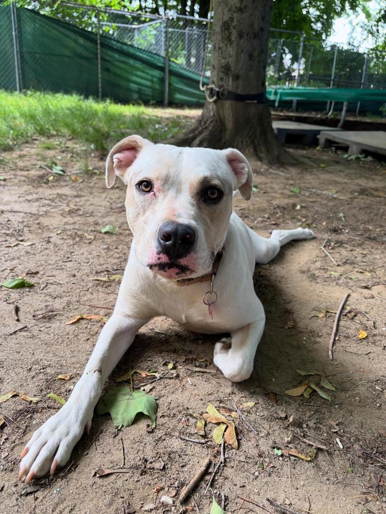 Maybelline - 25017, a Adoptable mixed breed in Armonk, NY image 6/6
