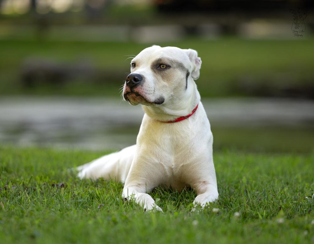 Enlarge Maybelline - 25017, a Adoptable mixed breed in Armonk, NY image 6/6