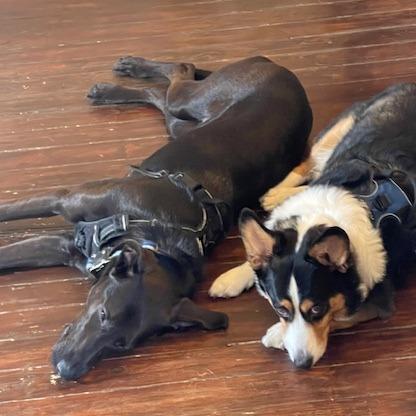 Tippi — thumbnail 2