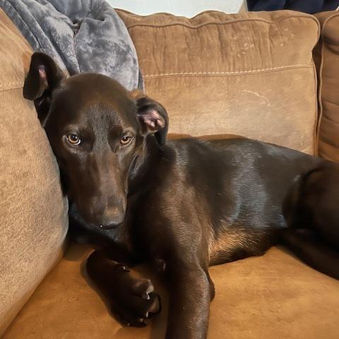 Tippi — thumbnail 3