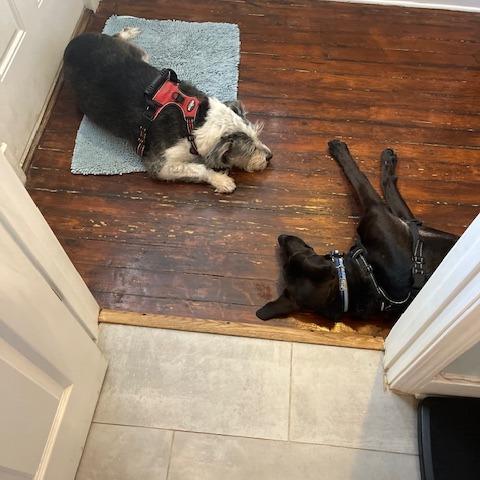 Tippi — thumbnail 4