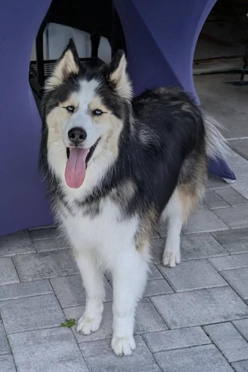 Enlarge Maxx, an adopted Siberian Husky in Winter Springs, FL image 6/6