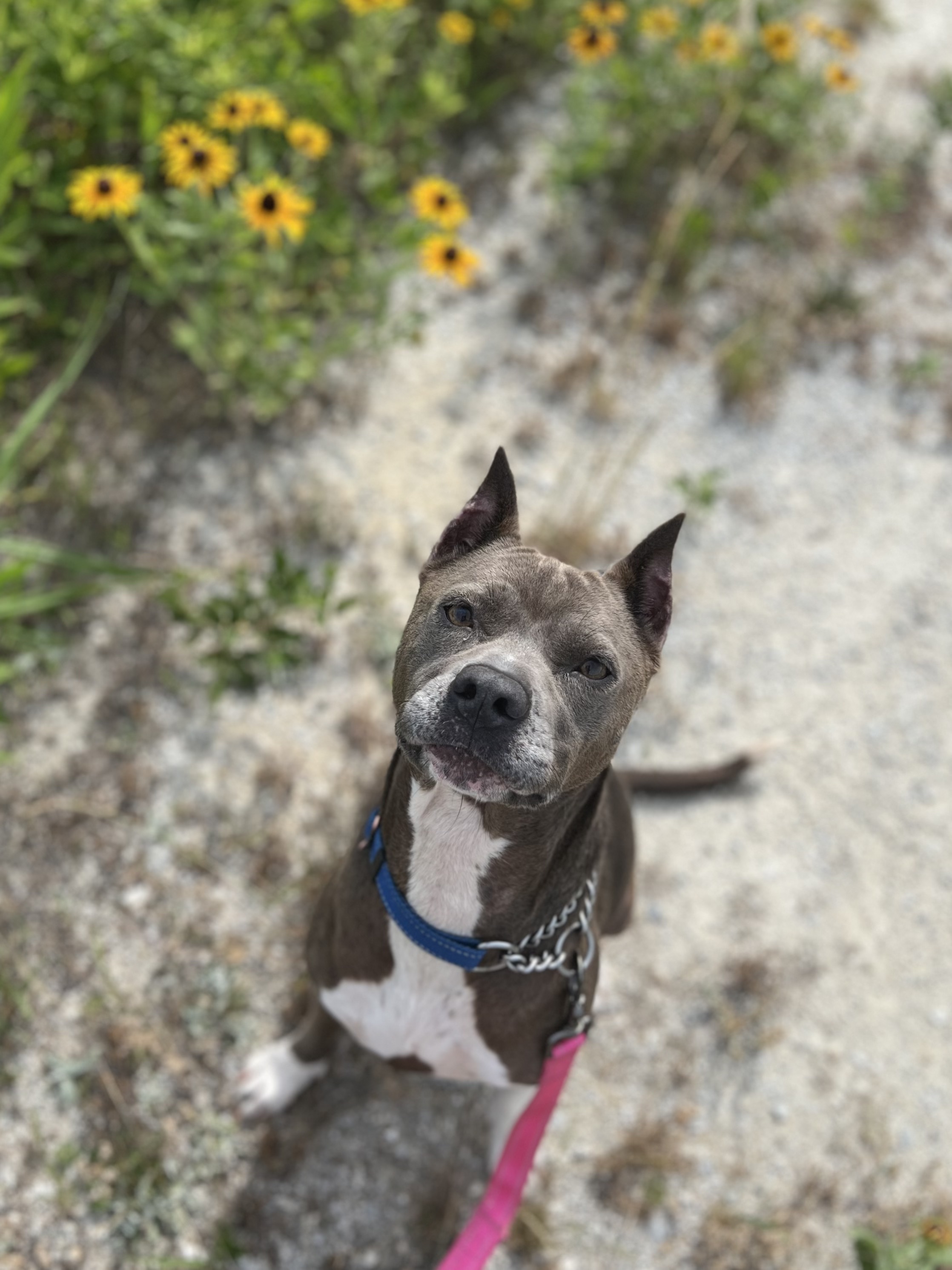 Gracie, a Adoptable mixed breed in Ayden, NC image 5/6
