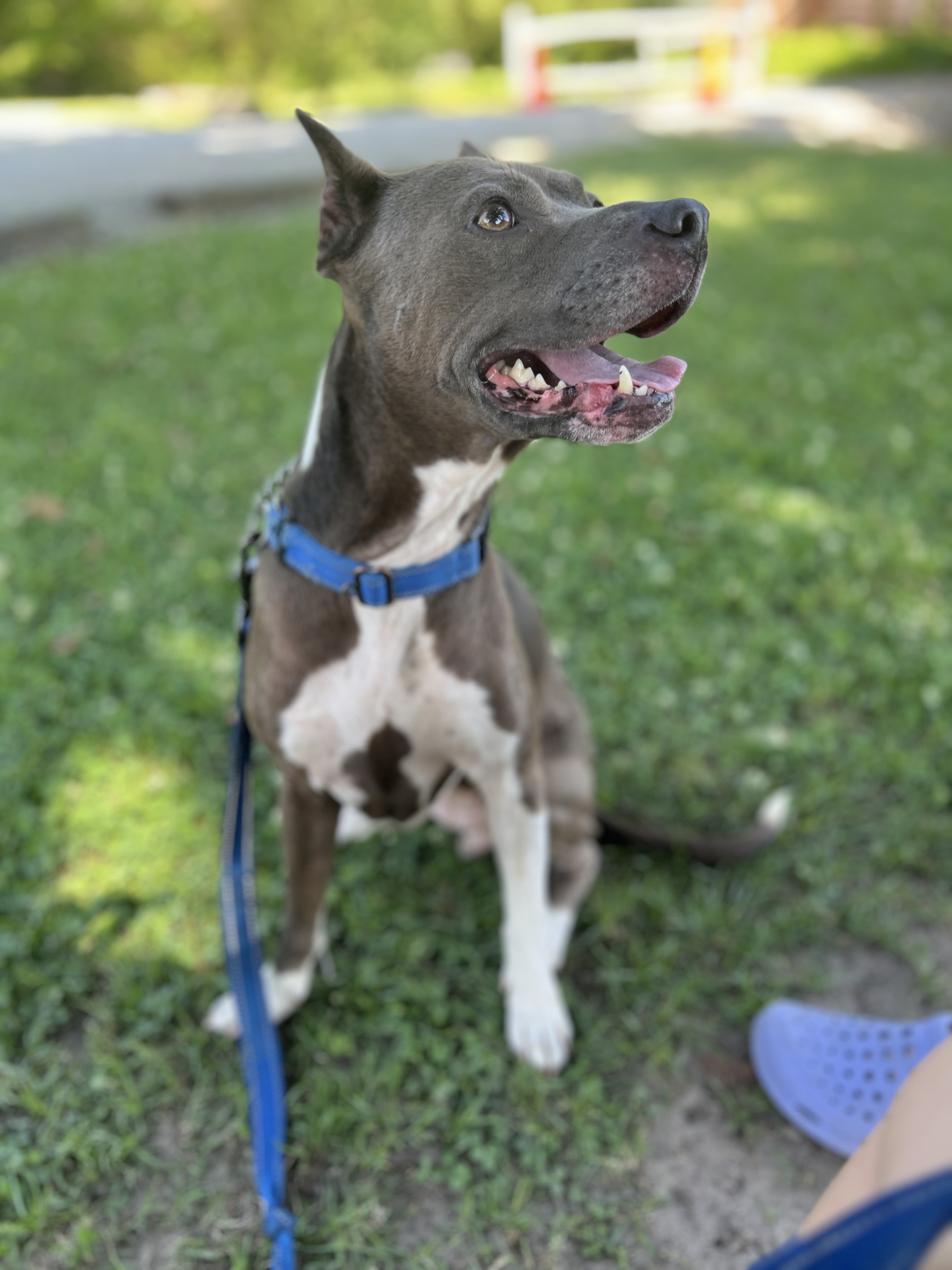 Gracie, a Adoptable mixed breed in Ayden, NC image 3/6
