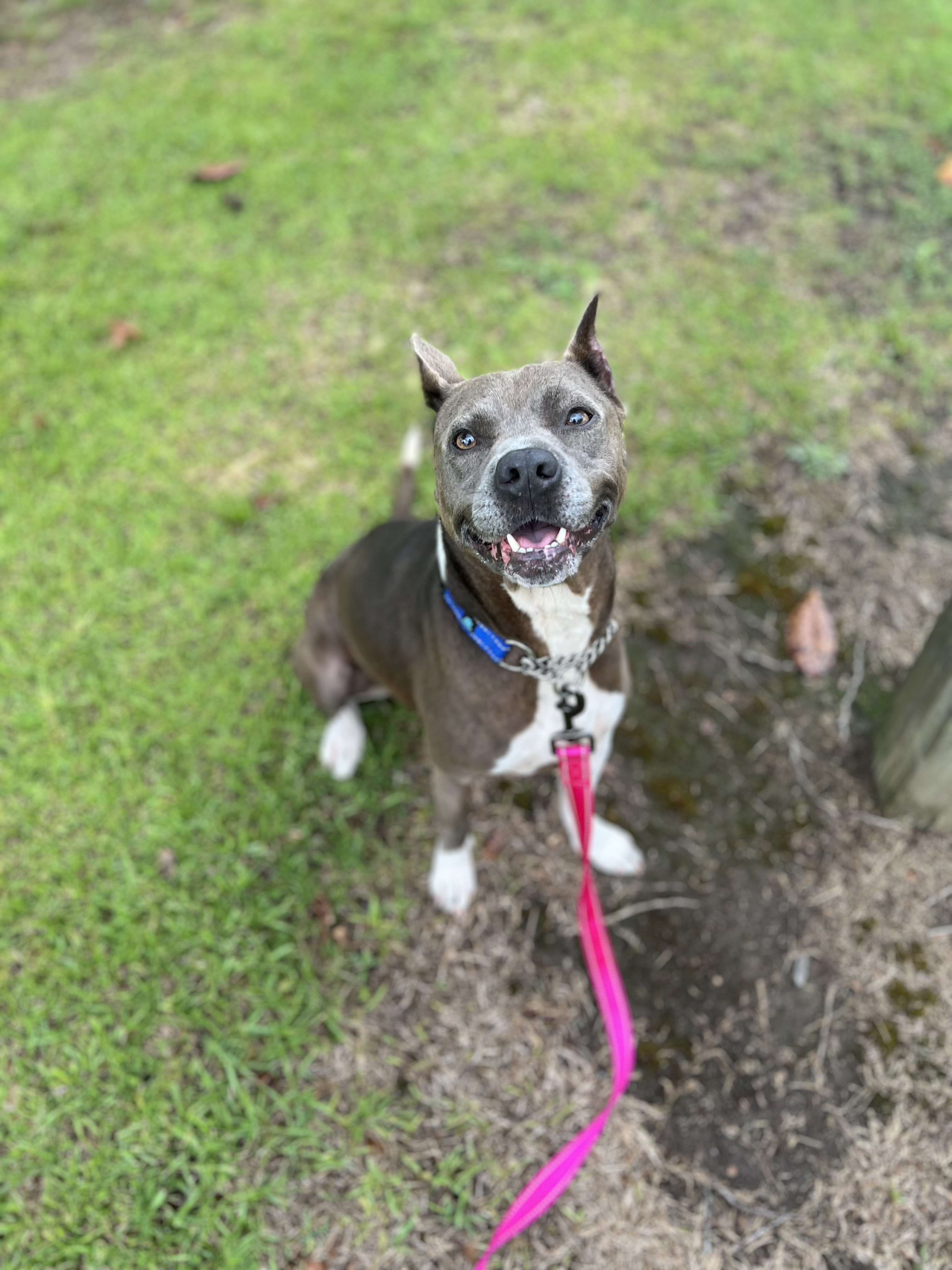 Gracie, Adult Female Pit Bull Terrier