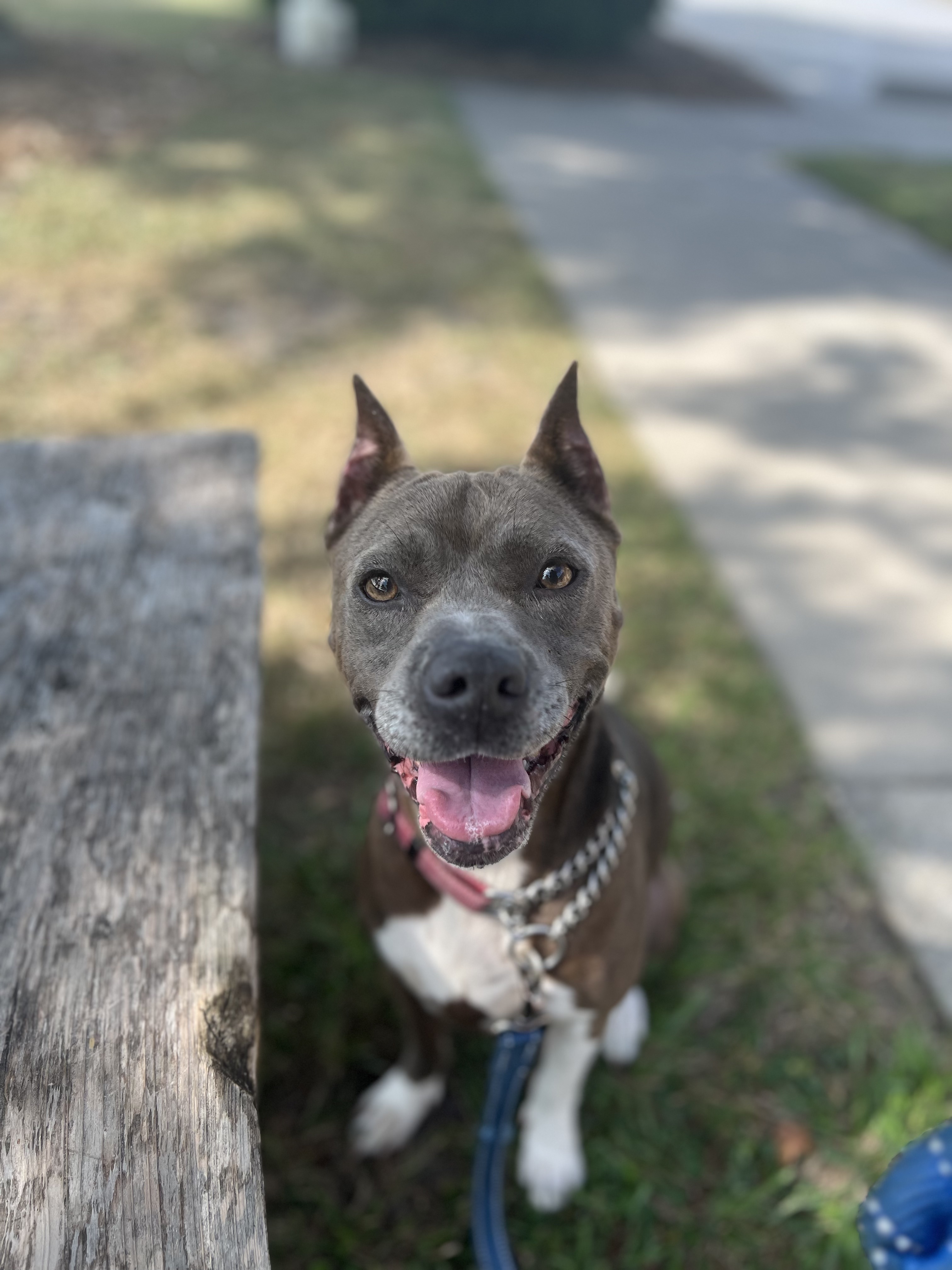 Gracie, a Adoptable mixed breed in Ayden, NC image 4/6