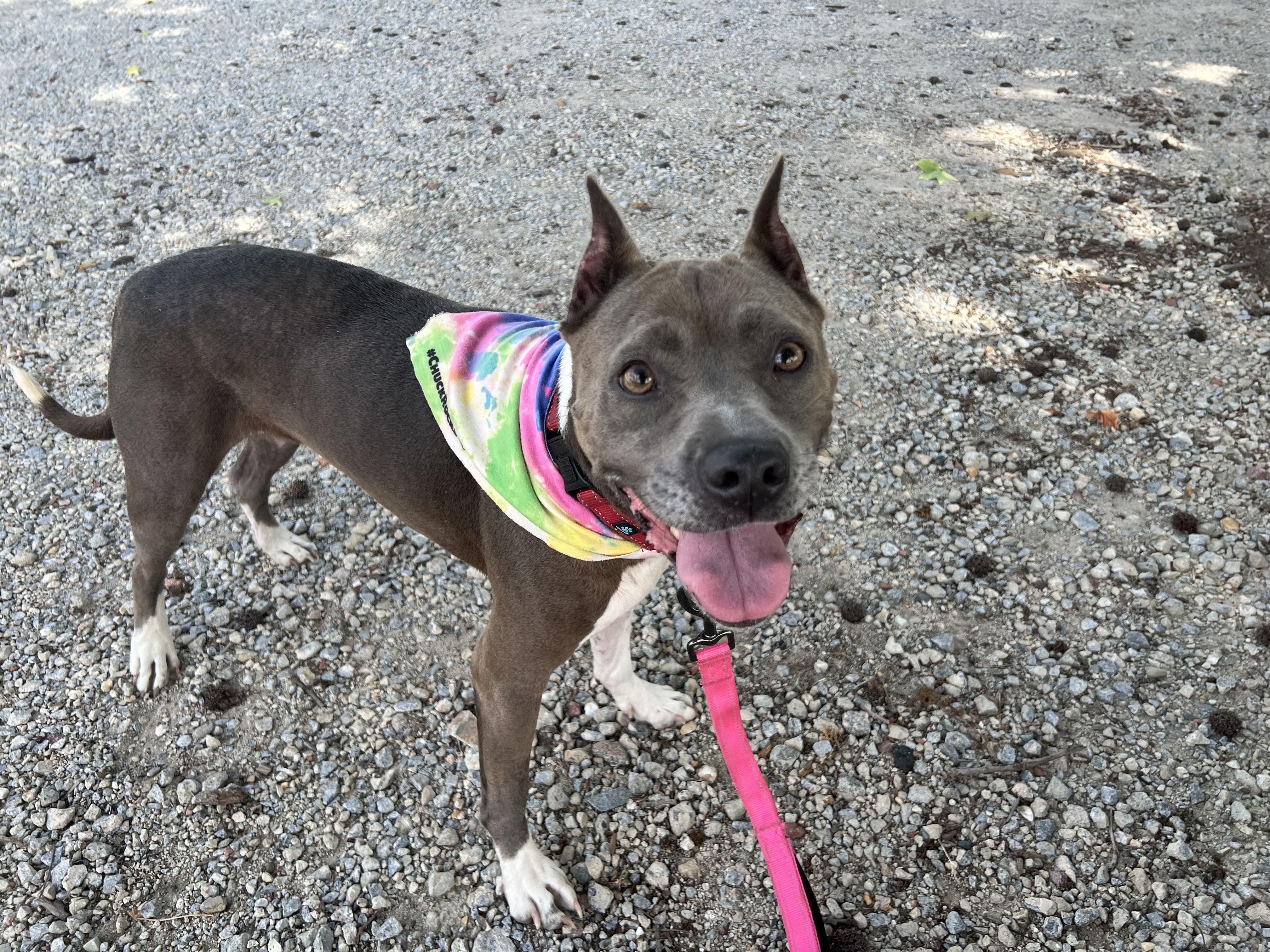 Gracie, a Adoptable mixed breed in Ayden, NC image 6/6