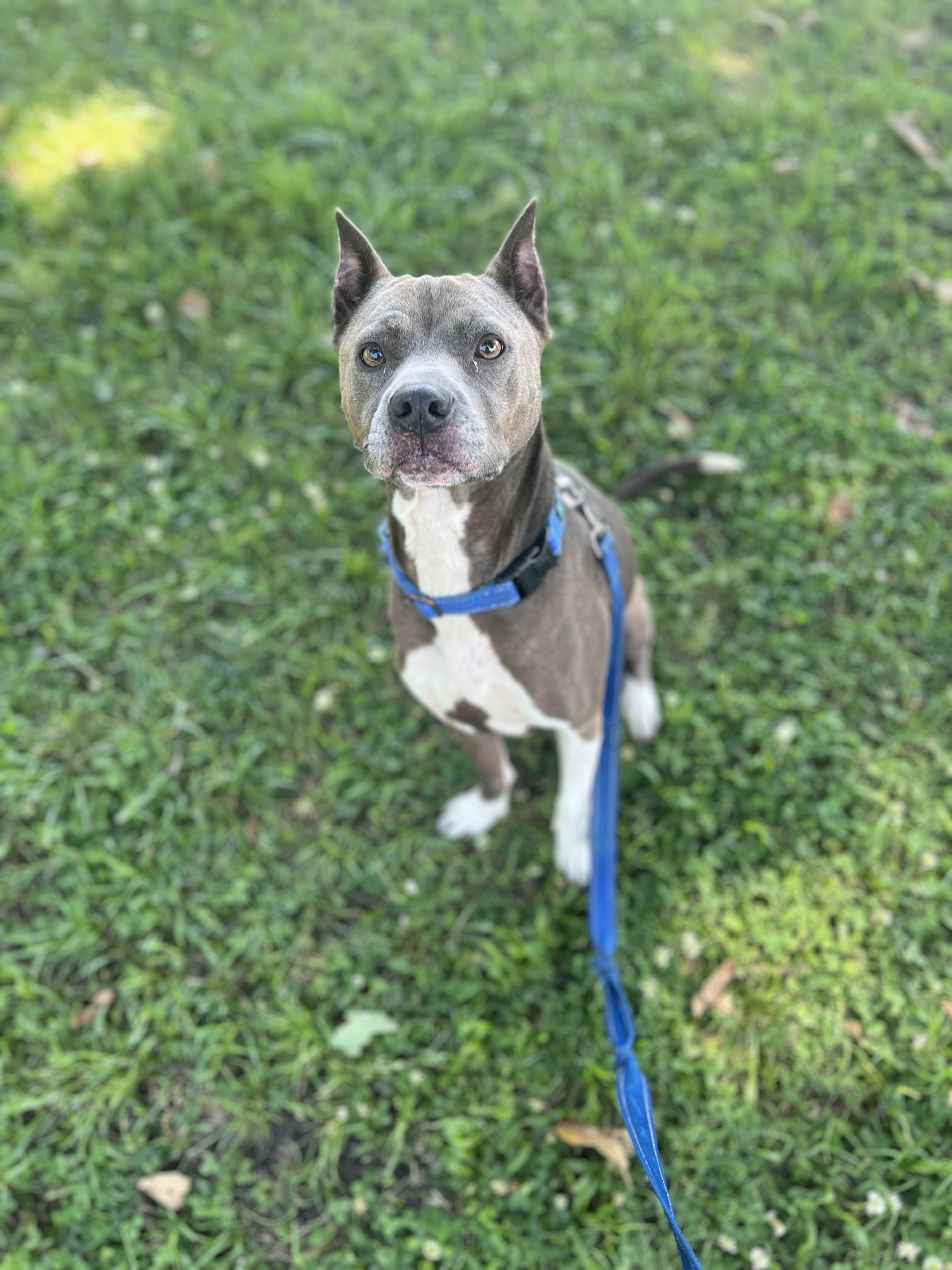 Gracie, a Adoptable mixed breed in Ayden, NC image 2/6