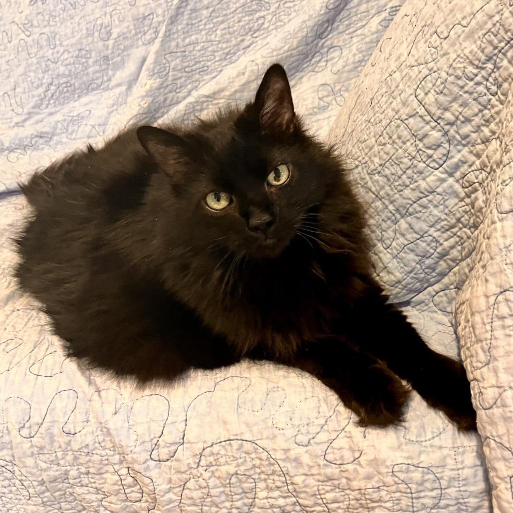 Dazzle, Adoptable, Senior Female Domestic Long Hair.