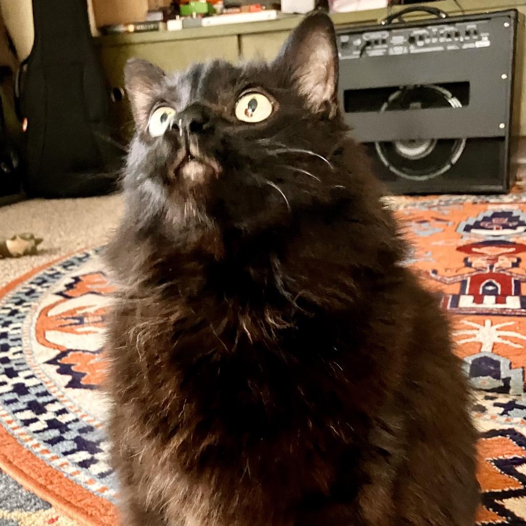 Enlarge Dazzle, a Adoptable Domestic Long Hair in Pittsburgh, PA image 2/3