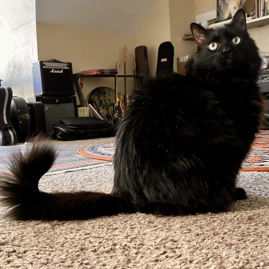 Enlarge Dazzle, a Adoptable Domestic Long Hair in Pittsburgh, PA image 3/3