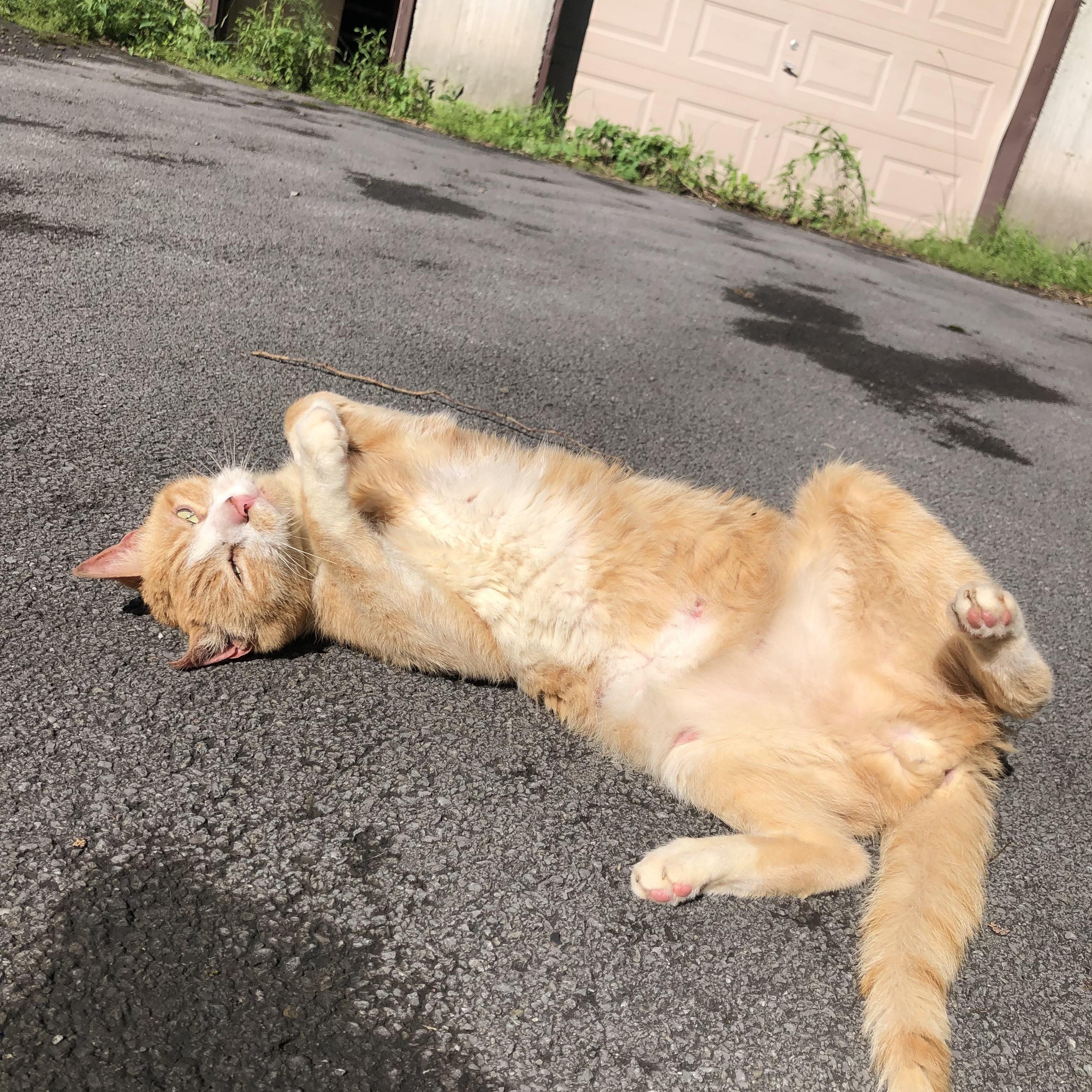 Frog Love, the belly-rub-craving, really "physical" cat who hugs you back!