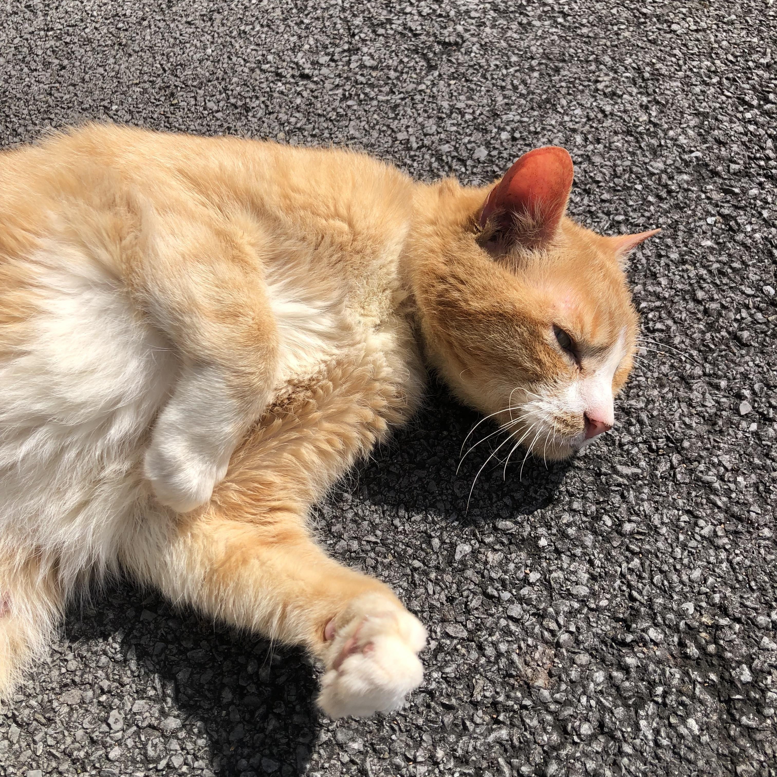 Frog Love, the belly-rub-craving, really "physical" cat who hugs you back! photo 3