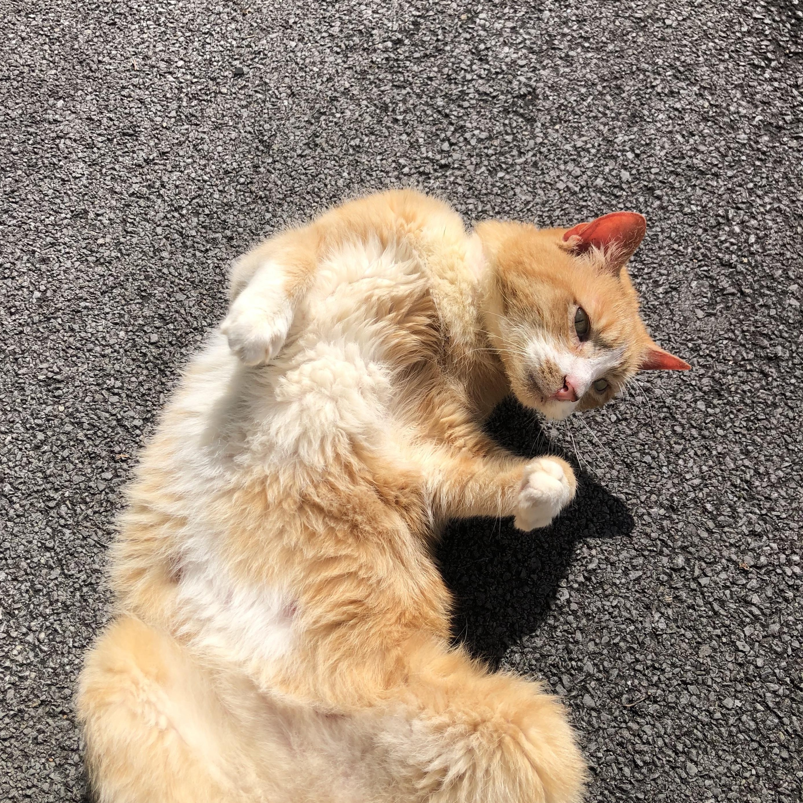 Frog Love, the belly-rub-craving, really "physical" cat who hugs you back! photo 2
