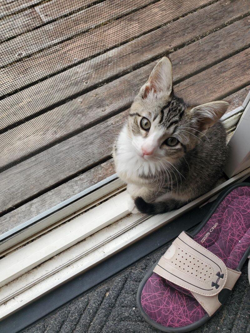 Celia Mia, Adoptable, Adult Female Domestic Short Hair.