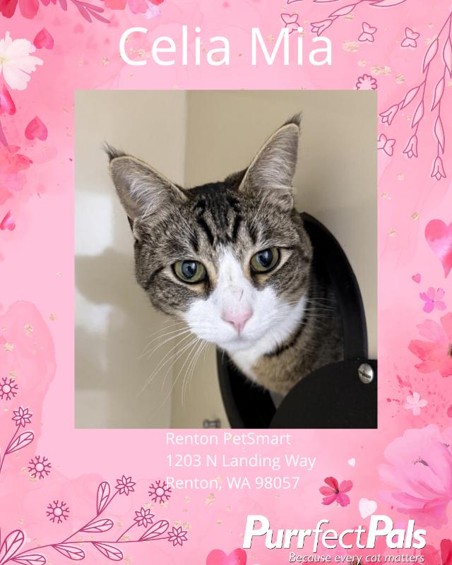 Celia Mia, a Adoptable Domestic Short Hair in Arlington, WA image 2/3