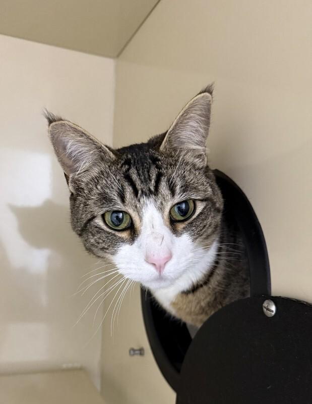 Celia Mia, a Adoptable Domestic Short Hair in Arlington, WA image 3/3