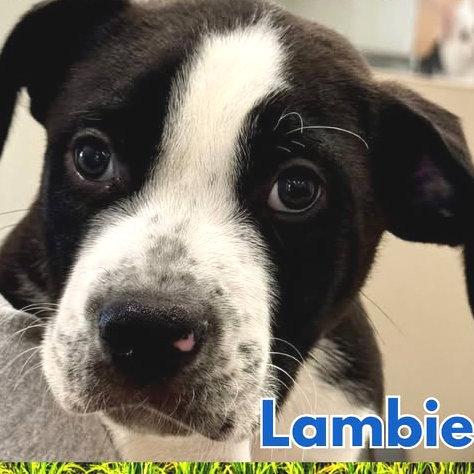 Lambie, Adopted, Puppy Male Boxer.