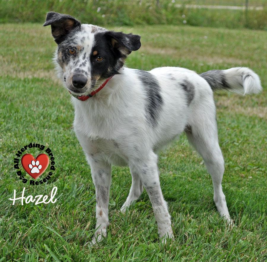 Hazel photo 4