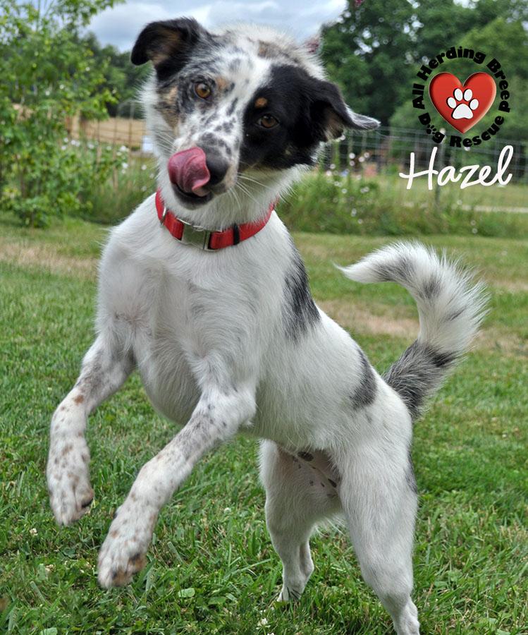 Hazel photo 2