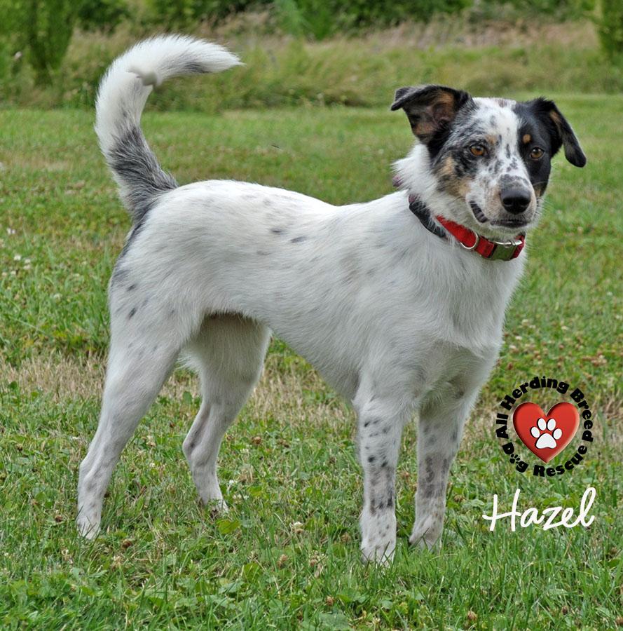 Hazel, Young Female unknown