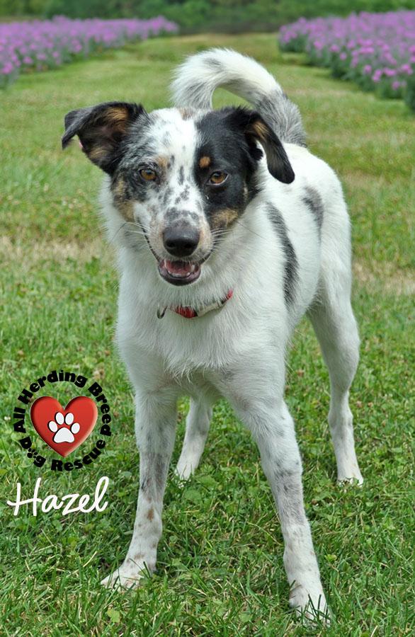 Hazel photo 3