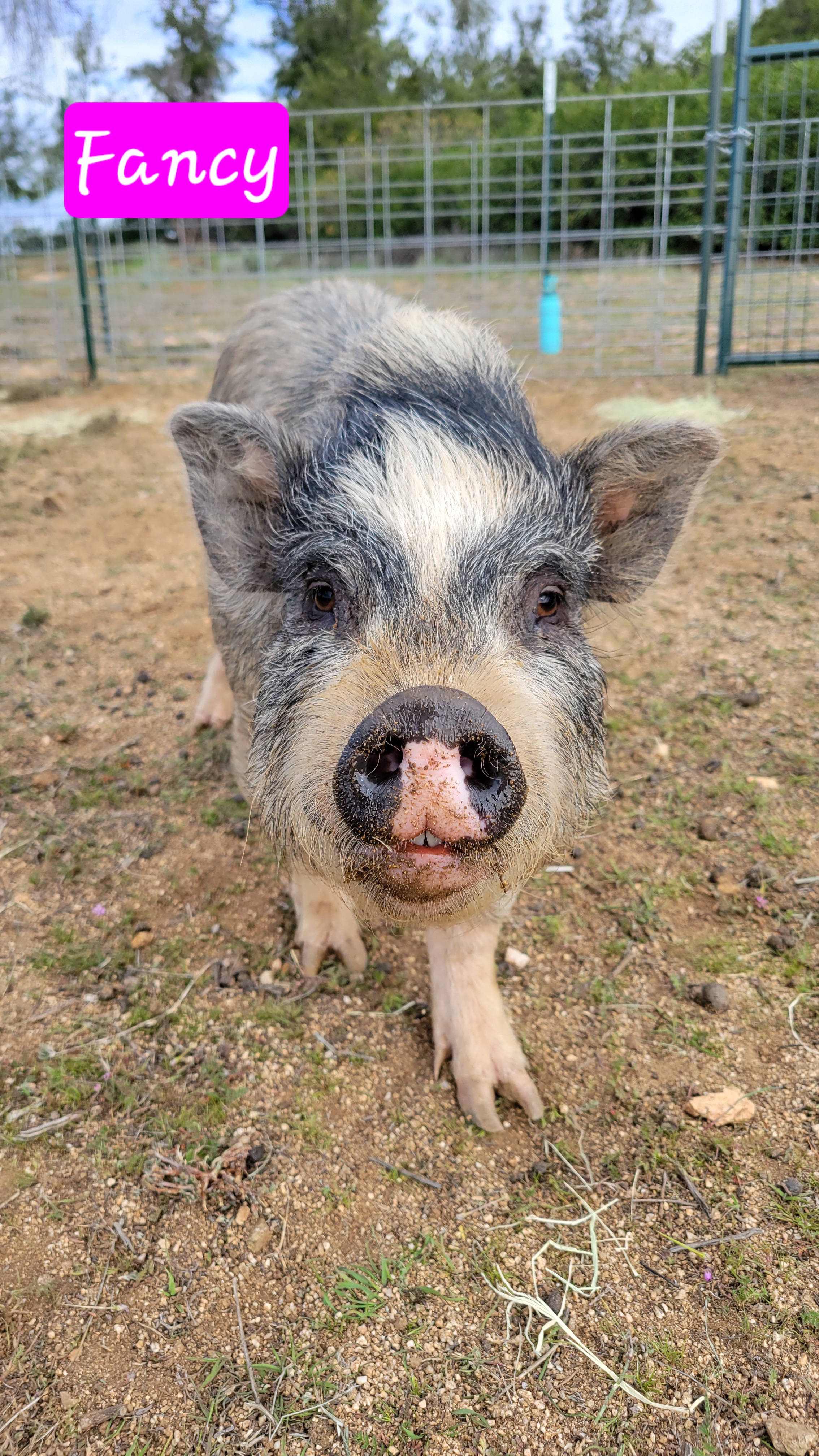 Enlarge Fancy, a Adoptable Pot Bellied in Agua Dulce, CA image 1/1