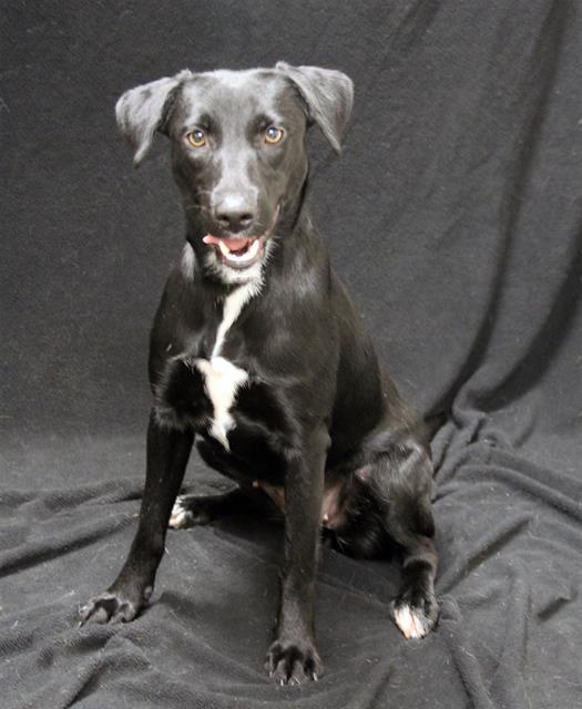 Enlarge BRENNA, a Adoptable mixed breed in Winter Haven, FL image 1/1