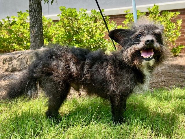 BuBu, a Adoptable mixed breed in Ladson, SC image 3/6