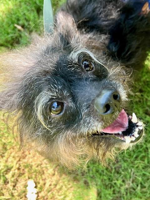 BuBu, Adult Male Terrier