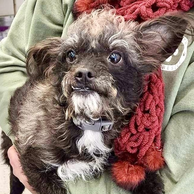 BuBu, an adoptable Terrier, Miniature Poodle in Ladson, SC, 29456 | Photo Image 1
