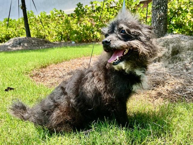 BuBu, a Adoptable mixed breed in Ladson, SC image 6/6